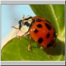 Harmonia axyridis - Asiatischer Marienkaefer 29.jpg